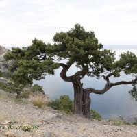Природа Крыма :: Amazing Cosmea