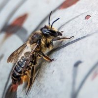 Пчела Megachile. :: Владимир Безбородов Пчела Megachile. :: Владимир Безбородов