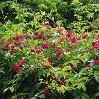 Роза :: Рита Симонова