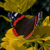 Бабочка адмирал обыкновенный :: Aleksey Afonin