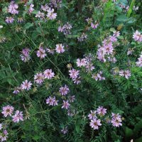 вязель :: Елена Шаламова вязель :: Елена Шаламова