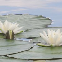 Усманка :: Елена Шаламова Усманка :: Елена Шаламова