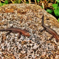 Игры молодых ящериц на камне около реки :: Aida10 