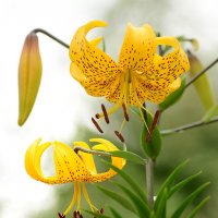 лилия Citronella :: Vera_85916050 Lario