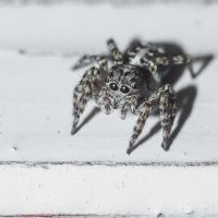 Jumping Spider | 22 :: Sergey Sonvar
