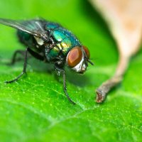 A fly on a leaf | 7 :: Sergey Sonvar A fly on a leaf | 7 :: Sergey Sonvar