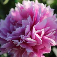 пион :: Ирина Лесиканич пион :: Ирина Лесиканич