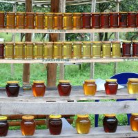 С МЕДОВЫМ СПАСОМ! :: Елена Даньшина