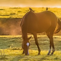 Осенний выгул. :: Виктор Евстратов