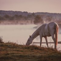 Выгул на берегу реки. :: Виктор Евстратов Выгул на берегу реки. :: Виктор Евстратов