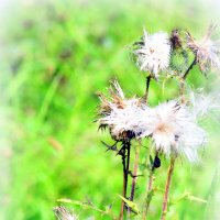 Репейники - 2 :: Сергей Репейники - 2 :: Сергей