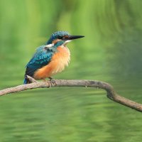 Зимородок... :: Владилен Панченко Зимородок... :: Владилен Панченко