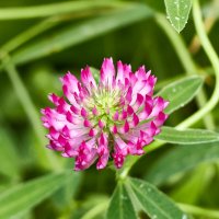 Клевер :: Алексей Р. Клевер :: Алексей Р.