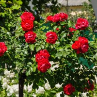 Розовое дерево :: Татьяна Машошина