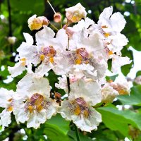 цветы :: Наталья 