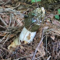 Зрелый фаллюс нескромный :: Александр Чеботарь Зрелый фаллюс нескромный :: Александр Чеботарь