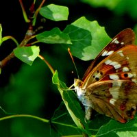 бабочки августа 11 :: Александр Прокудин