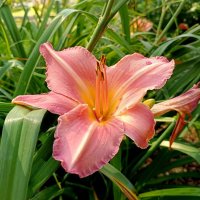 Лилия (по подсказке - лилейник) :: Мария Васильева