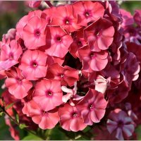 Август... :: Aquarius - Сергей Август... :: Aquarius - Сергей