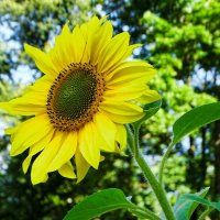 Подсолнух :: Милешкин Владимир Алексеевич 