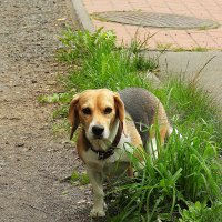 Мальва :: Леонид leo