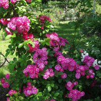 Розарий Ботанического сада :: Лидия Бусурина