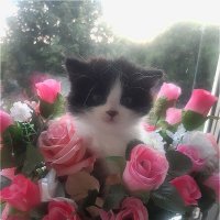 Пушок год назад! :: Нина Андронова