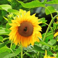 *** :: Леонид leo