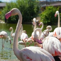 И_ГРАЦИЯ :: Сергей Янович Микк