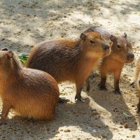 МОГУЧАЯ_КУЧКА :: Сергей Янович Микк