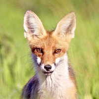 Лиса с мышкой для лисят :: Михаил Белоусов