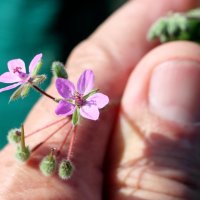не ведаю названия..., Лилипутик может... :: Андрей Катков не ведаю названия..., Лилипутик может... :: Андрей Катков