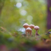 Грибные истории. Квартет :: Василий Прудников