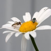 ромашка..... :: Андрей Катков