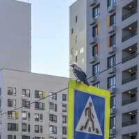 Инспектор на работе :: Валерий Иванович