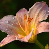 Нежность августа :: Татьяна Лютаева Нежность августа :: Татьяна Лютаева