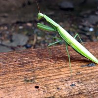 Богомол. :: Алексей .