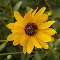 *** :: Игорь Сикорский *** :: Игорь Сикорский