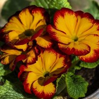 *** :: Игорь Сикорский