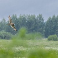 сова болотная. :: юрий макаров сова болотная. :: юрий макаров