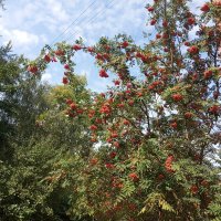 Скоро осень :: Елена Семигина