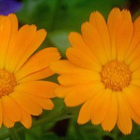 Солнечные :: Елена Семигина Солнечные :: Елена Семигина