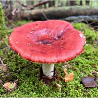 Сыроежка. :: Валерия Комова