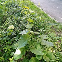 Цветы. :: Владимир Драгунский