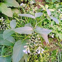 Цветы. :: Владимир Драгунский