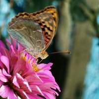 Бабочка на  цветке :: Валентин Семчишин