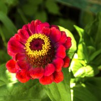 Циния :: Валентин Семчишин Циния :: Валентин Семчишин