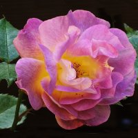 Роза :: Рита Симонова