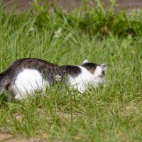 На охоте :: Александр Синдерёв