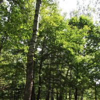 Прогулка в лесу... :: Freddy 97